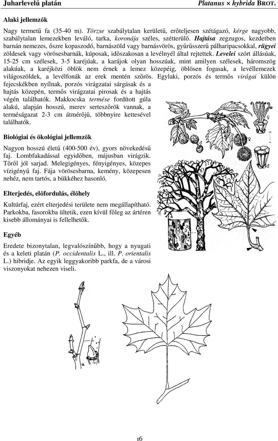 Hajtása zegzugos, kezdetben barnán nemezes, ıszre kopaszodó, barnászöld vagy barnásvörös, győrősszerő pálharipacsokkal, rügyei zöldesek vagy vörösesbarnák, kúposak, idıszakosan a levélnyél által