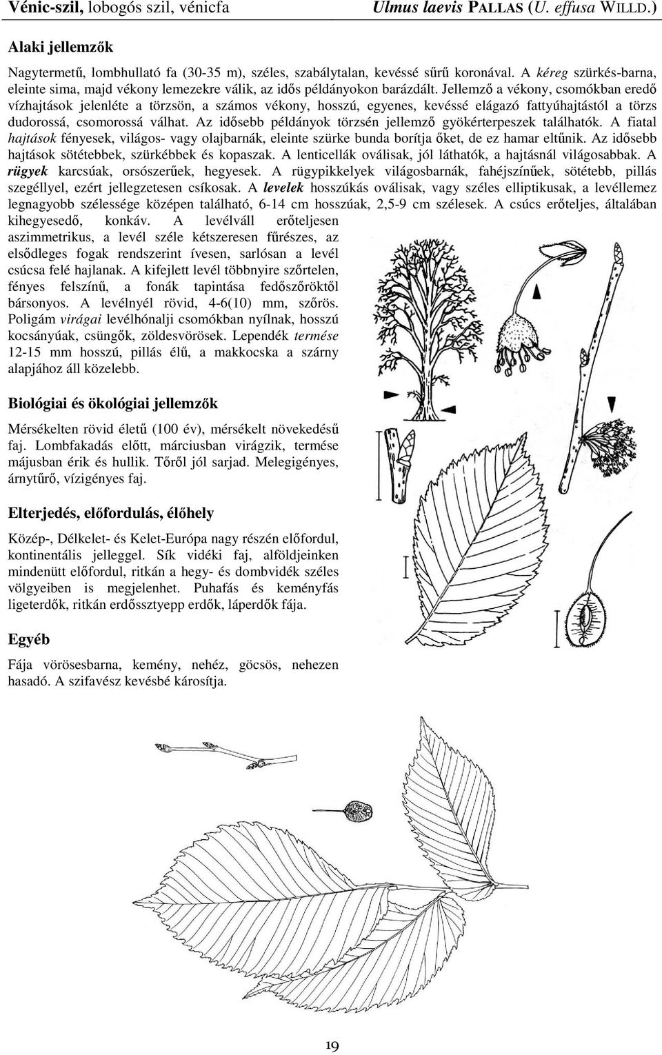 Jellemzı a vékony, csomókban eredı vízhajtások jelenléte a törzsön, a számos vékony, hosszú, egyenes, kevéssé elágazó fattyúhajtástól a törzs dudorossá, csomorossá válhat.