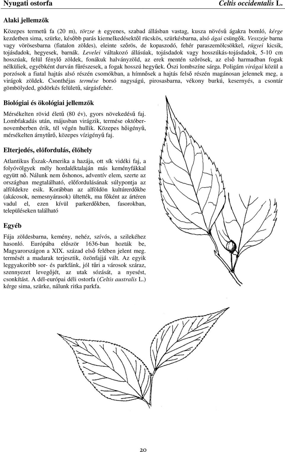 Vesszeje barna vagy vörösesbarna (fiatalon zöldes), eleinte szırös, de kopaszodó, fehér paraszemölcsökkel, rügyei kicsik, tojásdadok, hegyesek, barnák.