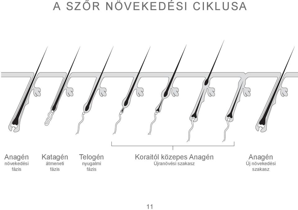 Telogén nyugalmi fázis Koraitól közepes