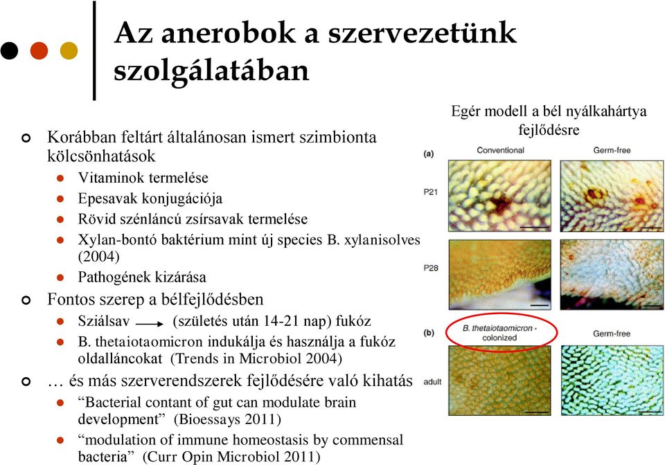 xylanisolves (2004) Pathogének kizárása Fontos szerep a bélfejlődésben Sziálsav (születés után 14-21 nap) fukóz B.