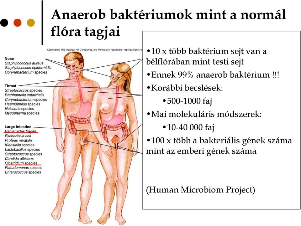 !! Korábbi becslések: 500-1000 faj Mai molekuláris módszerek: 10-40 000