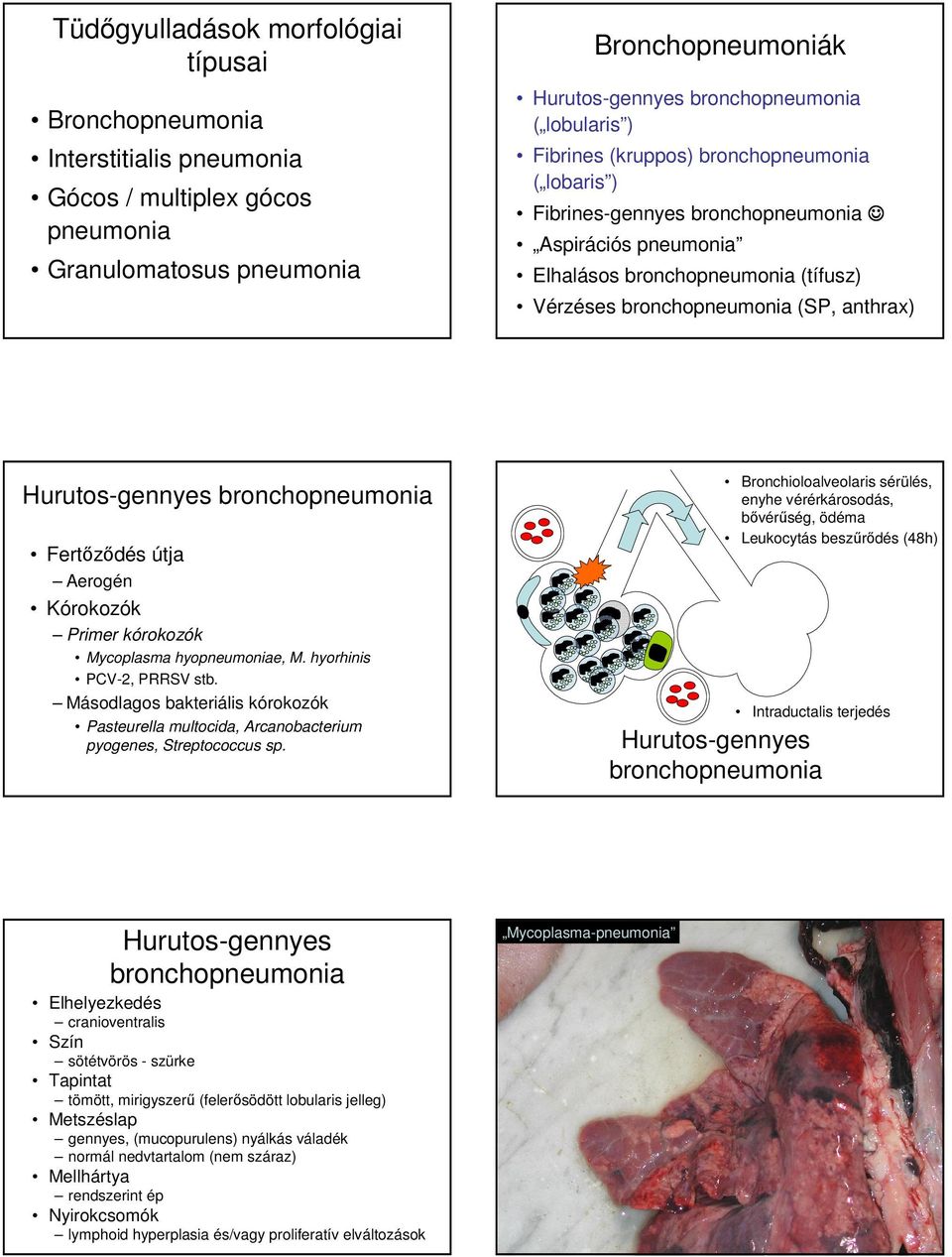 hyorhinis PCV-2, PRRSV stb. Másodlagos bakteriális kórokozók Pasteurella multocida, Arcanobacterium pyogenes, Streptococcus sp.