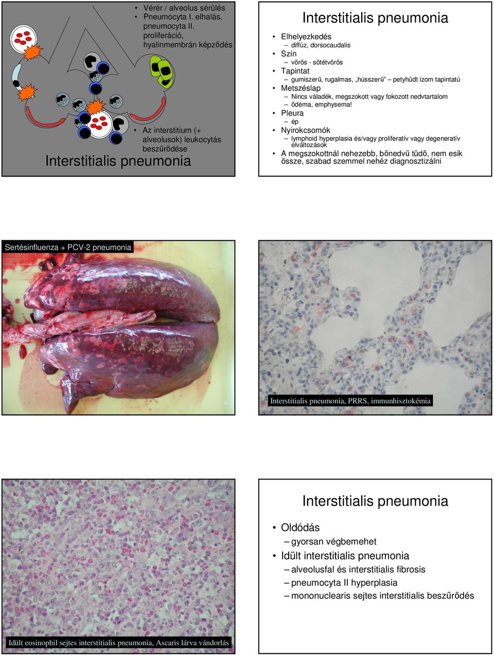 petyhüdt izom tapintatú Nincs váladék, megszokott vagy fokozott nedvtartalom ödéma, emphysema!