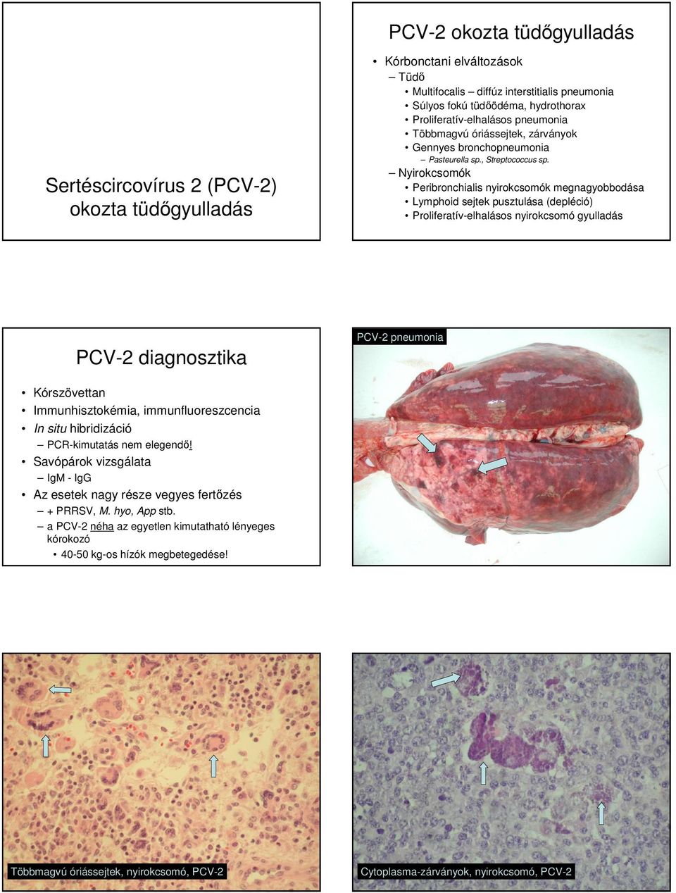Nyirokcsomók Peribronchialis nyirokcsomók megnagyobbodása Lymphoid sejtek pusztulása (depléció) Proliferatív-elhalásos nyirokcsomó gyulladás PCV-2 diagnosztika PCV-2 Kórszövettan Immunhisztokémia,