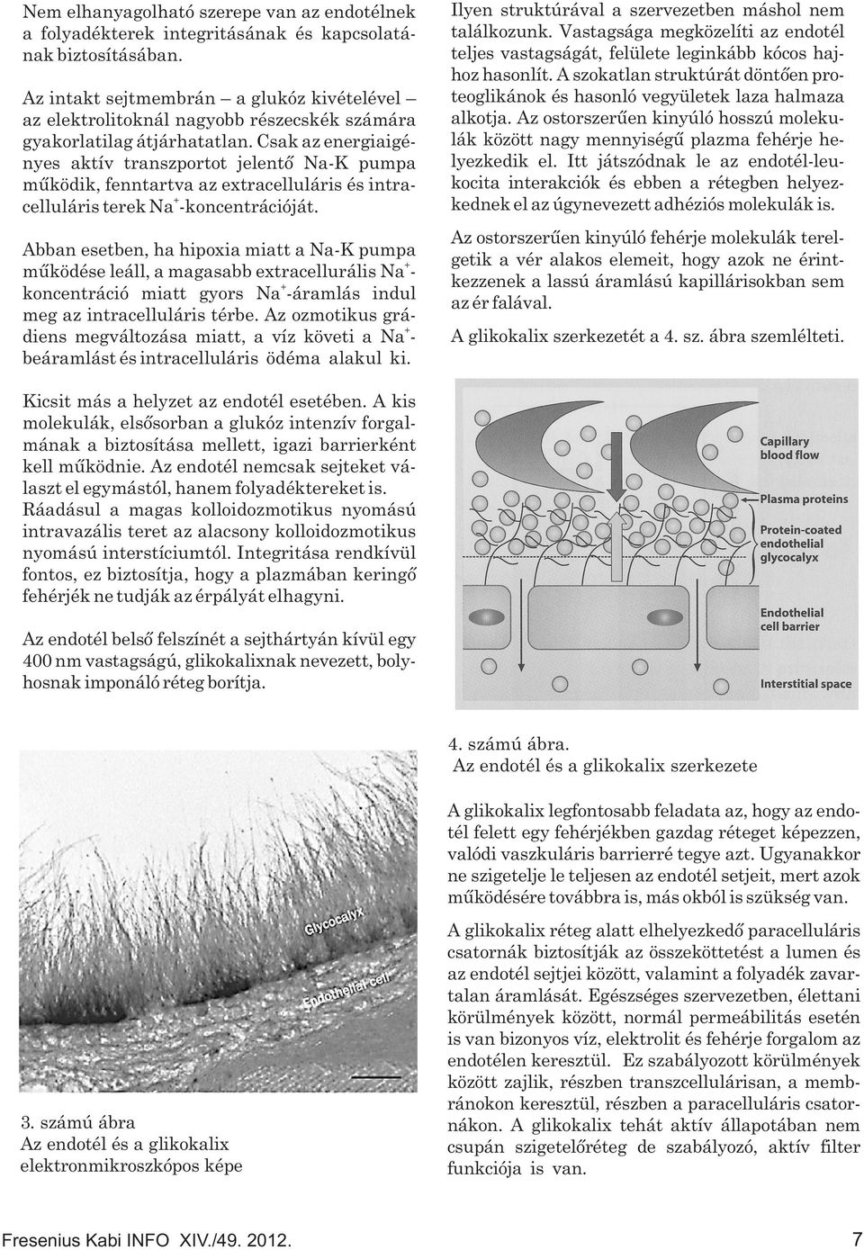 Csak az energiaigényes aktív transzportot jelentõ Na-K pumpa mûködik, fenntartva az extracelluláris és intra- + celluláris terek Na -koncentrációját.