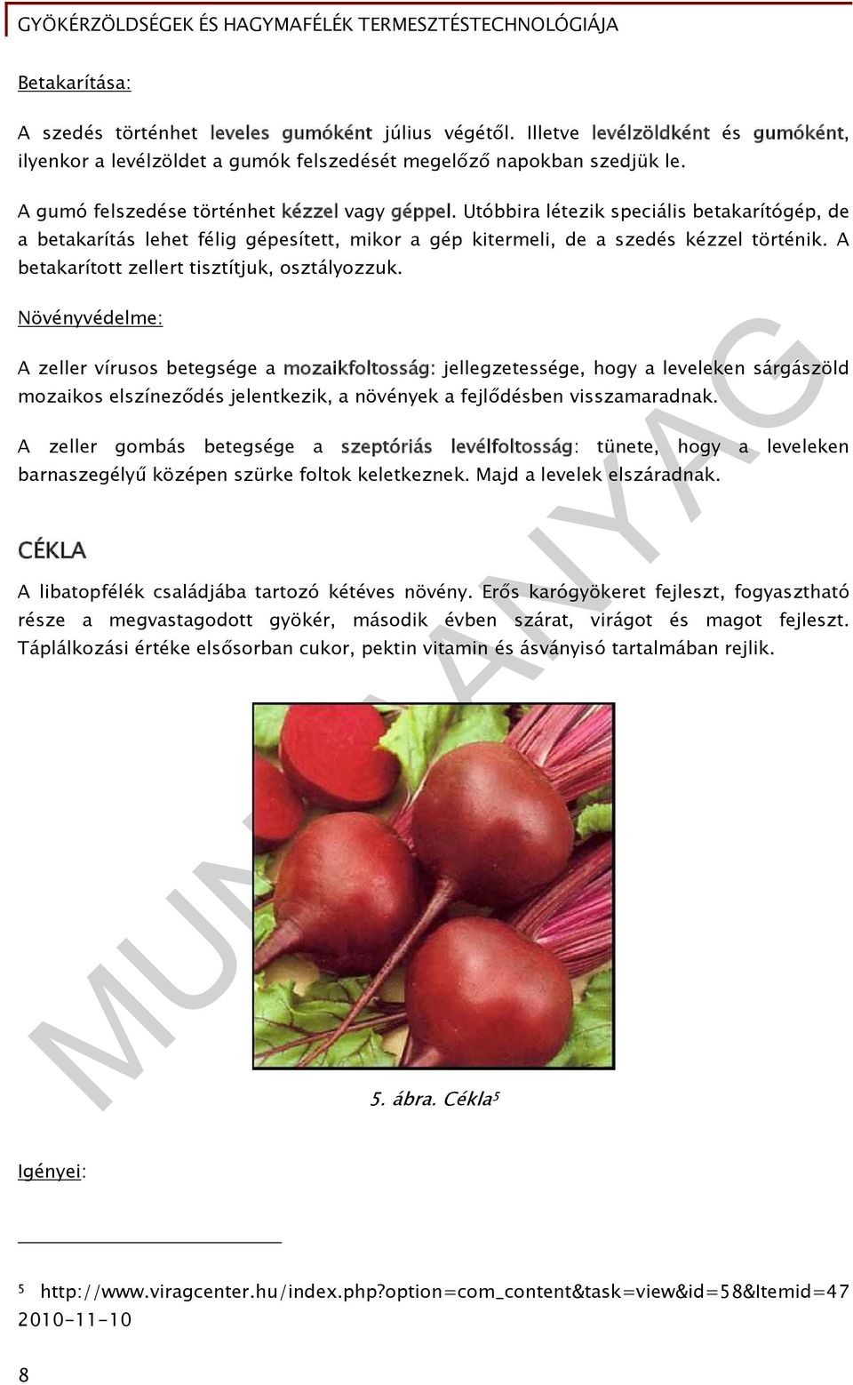 A betakarított zellert tisztítjuk, osztályozzuk.