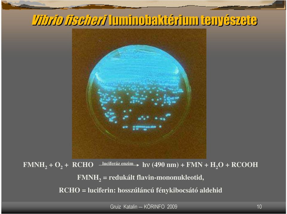FMNH 2 = redukált flavin-mononukleotid, RCHO = luciferin: