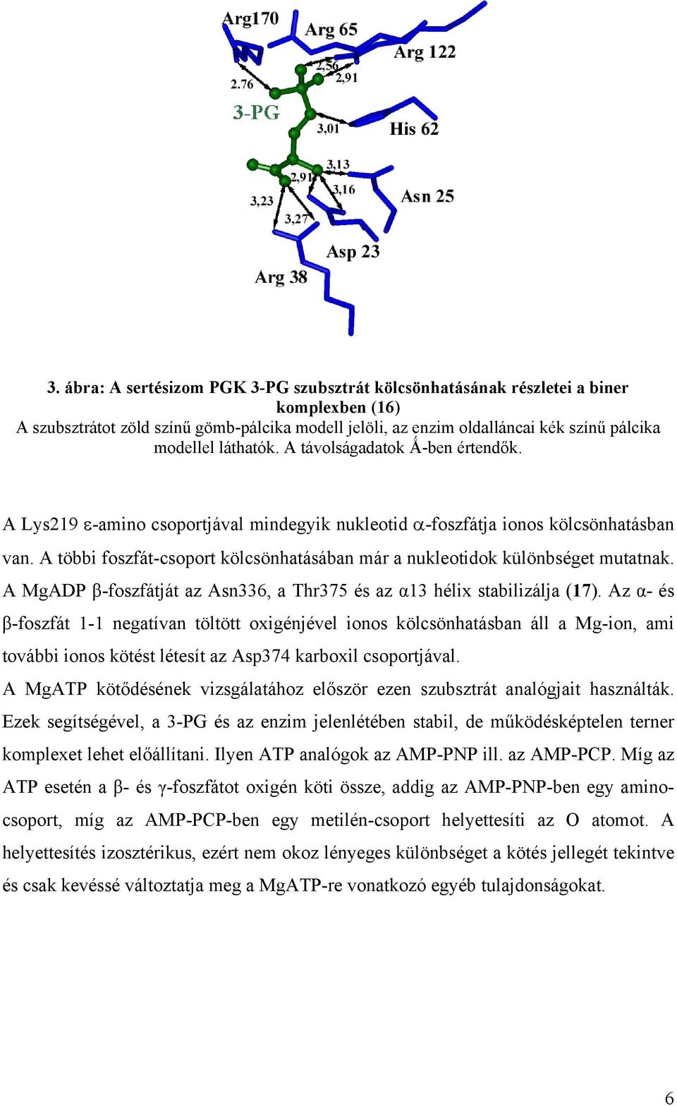 A többi foszfát-csoport kölcsönhatásában már a nukleotidok különbséget mutatnak. A MgADP β-foszfátját az Asn336, a Thr375 és az α13 hélix stabilizálja (17).