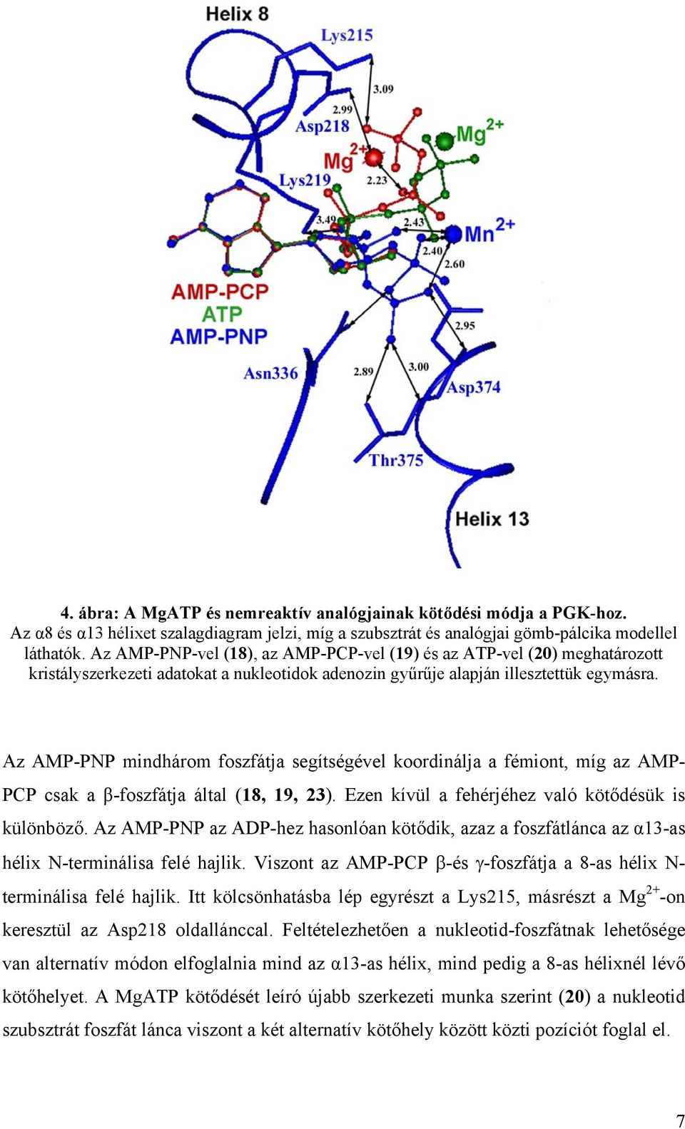 Az AMP-PNP mindhárom foszfátja segítségével koordinálja a fémiont, míg az AMP- PCP csak a β-foszfátja által (18, 19, 23). Ezen kívül a fehérjéhez való kötődésük is különböző.