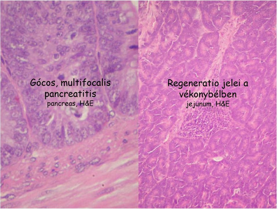 H&E Regeneratio jelei