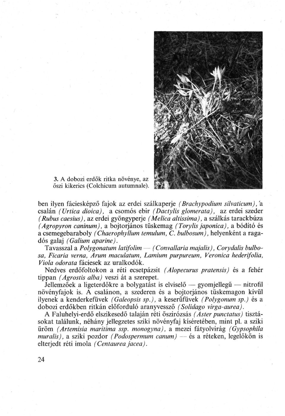 altissima), a szálkás tarackbúza (Agropyron caninum), a bojtorjános tüskemag (Torylis japonica), a bódító és a csemegebaraboly (Chaerophyllum temulum, C.