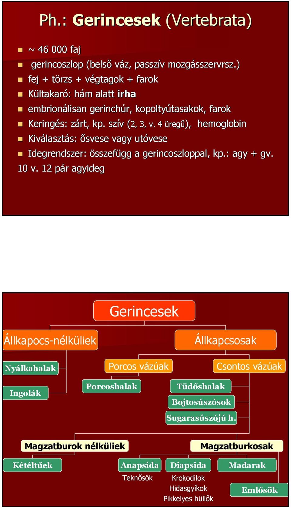 4 üregű), ), hemoglobin Kiválasztás: ősvese vagy utóvese Idegrendszer: összefügg a gerincoszloppal, kp.: agy + gv. 10 v.