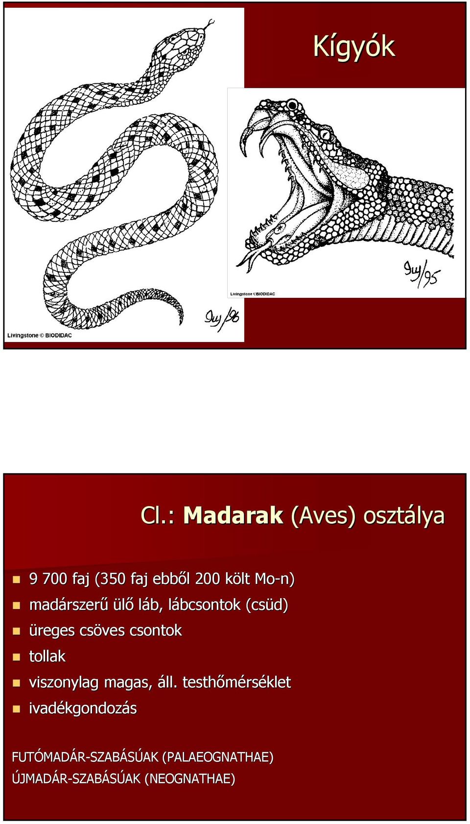 Mo-n) madárszerű ülő láb, lábcsontok (csüd) üreges csöves csontok