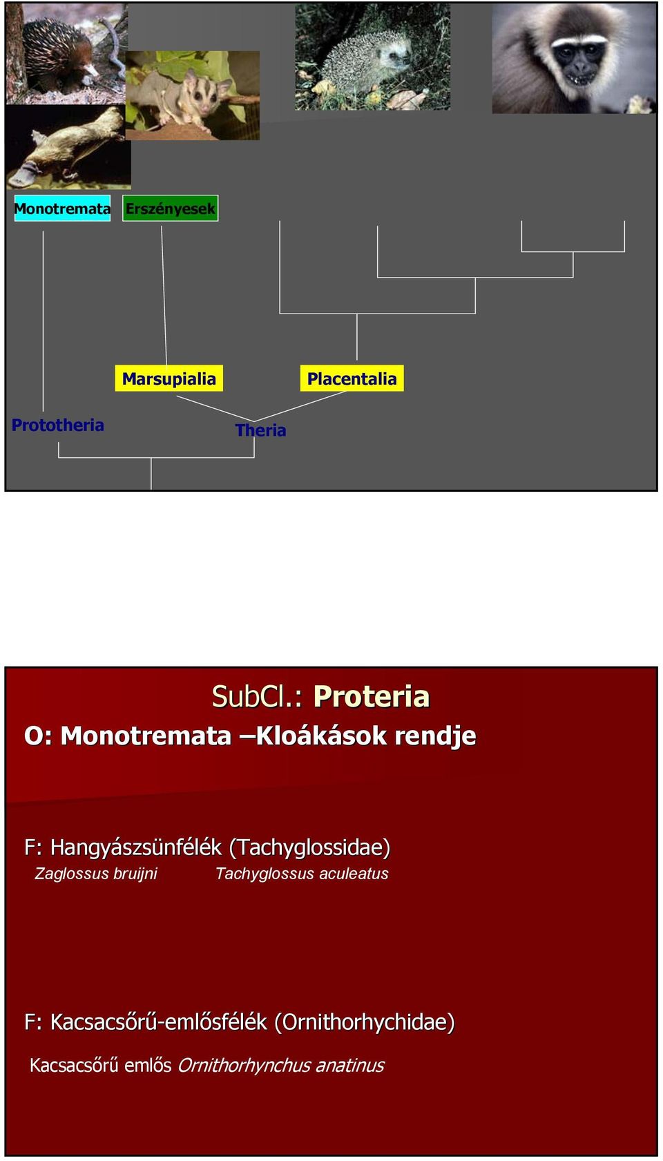 : Proteria O: Monotremata Kloákások rendje F: Hangyászsünfélék