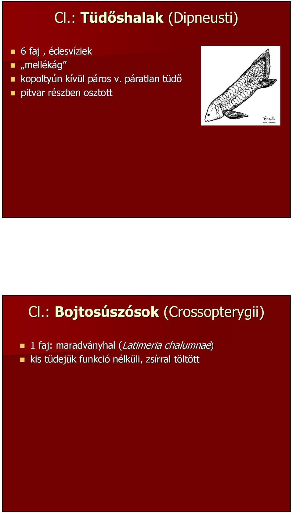 páratlan tüdő pitvar részben osztott Cl.