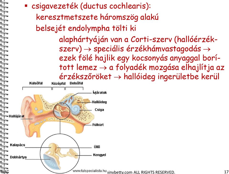 hajlik egy kocsonyás anyaggal borított lemez a folyadék mozgása elhajlítja az érzékszőröket