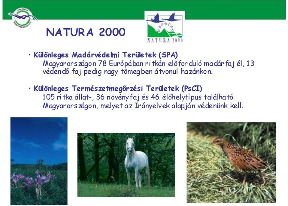 Különleges Természetmegőrzési Területek (PsCI) 105 ri tka állat-, 36 növényfaj és
