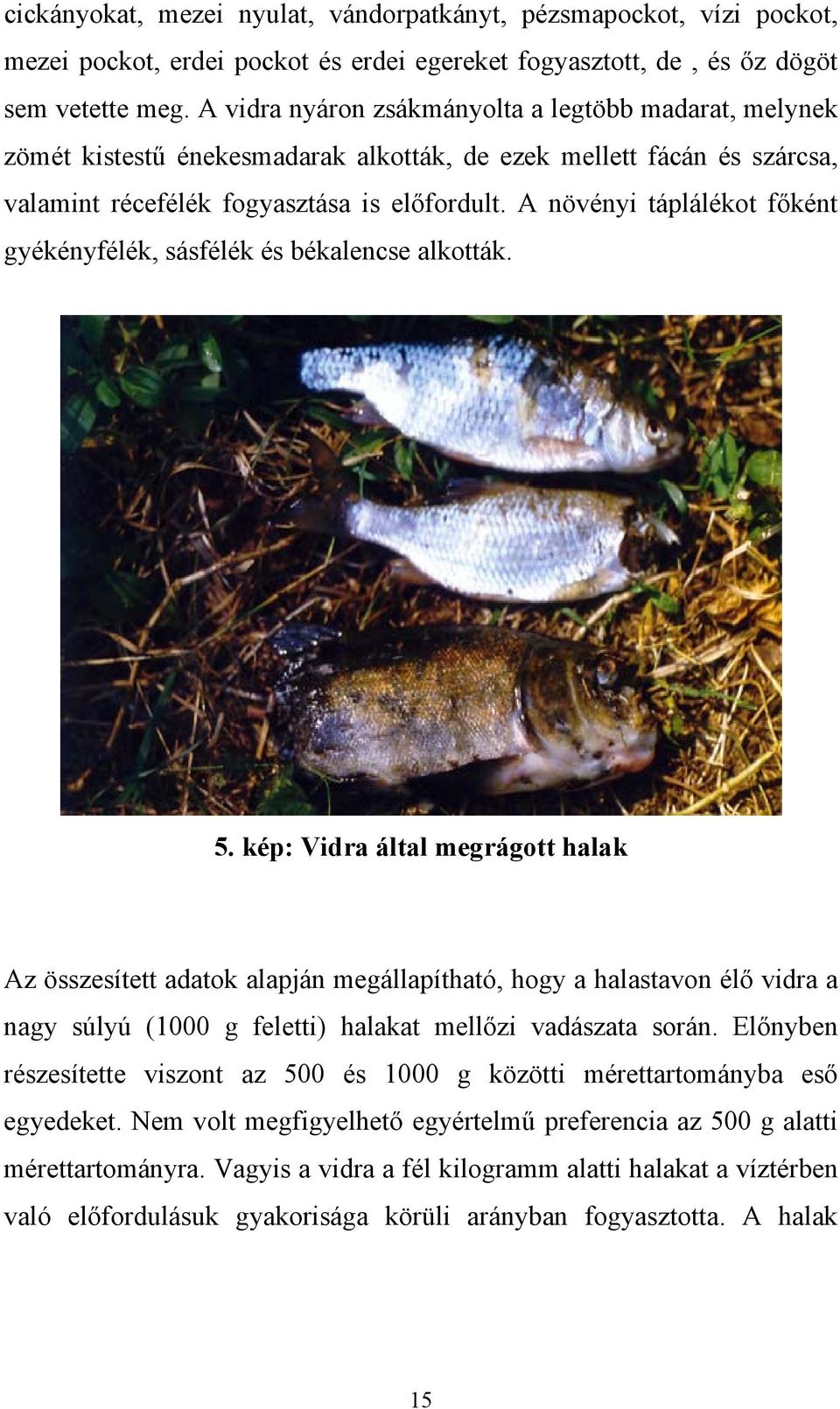 A növényi táplálékot főként gyékényfélék, sásfélék és békalencse alkották. 5.