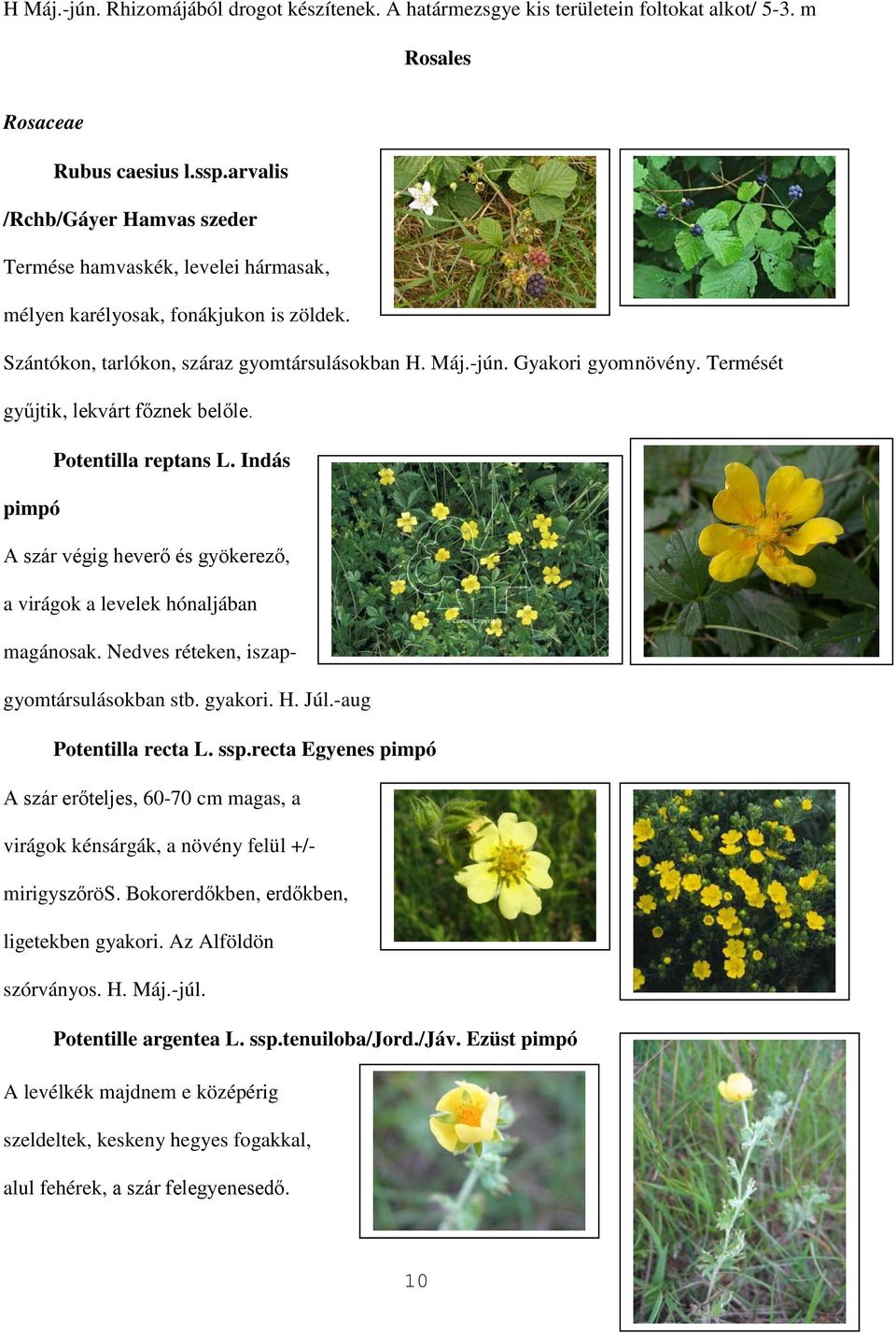 Termését gyűjtik, lekvárt főznek belőle. Potentilla reptans L. Indás pimpó A szár végig heverő és gyökerező, a virágok a levelek hónaljában magánosak. Nedves réteken, iszapgyomtársulásokban stb.