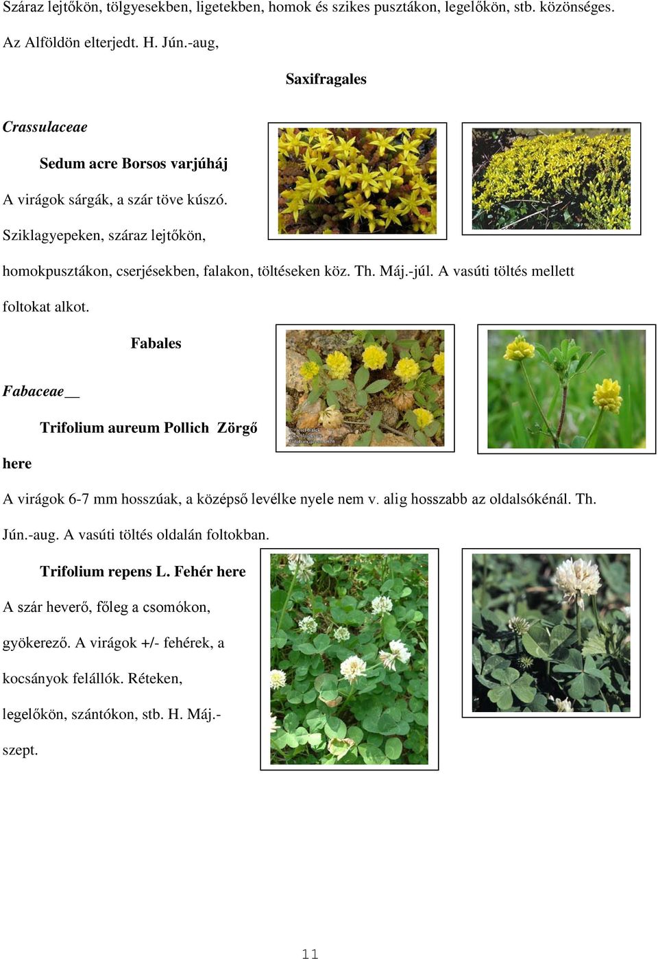 Th. Máj.-júl. A vasúti töltés mellett foltokat alkot. Fabales Fabaceae Trifolium aureum Pollich Zörgő here A virágok 6-7 mm hosszúak, a középső levélke nyele nem v.