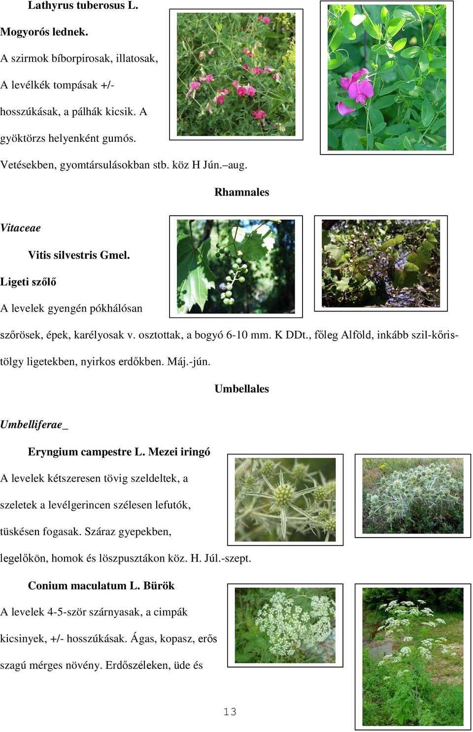 , főleg Alföld, inkább szil-kőristölgy ligetekben, nyirkos erdőkben. Máj.-jún. Umbellales Umbelliferae_ Eryngium campestre L.