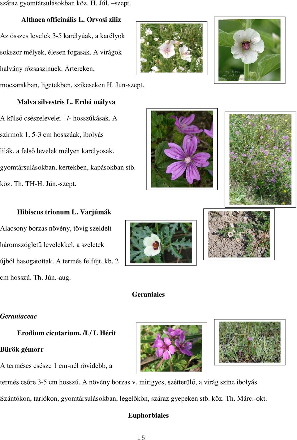 a felső levelek mélyen karélyosak. gyomtársulásokban, kertekben, kapásokban stb. köz. Th. TH-H. Jún.-szept. Hibiscus trionum L.