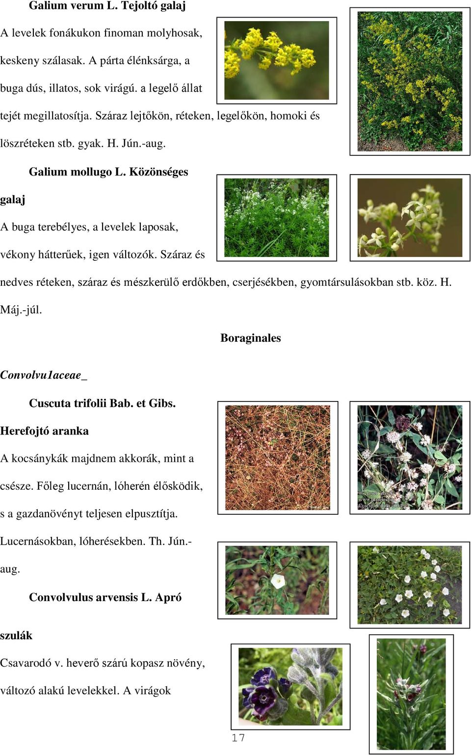 Száraz és nedves réteken, száraz és mészkerülő erdőkben, cserjésékben, gyomtársulásokban stb. köz. H. Máj.-júl. Boraginales Convolvu1aceae_ Cuscuta trifolii Bab. et Gibs.
