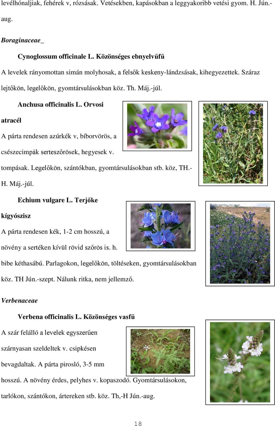 Orvosi atracél A párta rendesen azúrkék v, bíborvörös, a csészecimpák serteszőrösek, hegyesek v. tompásak. Legelőkön, szántókban, gyomtársulásokban stb. köz, TH.- H. Máj.-júl. Echium vulgare L.