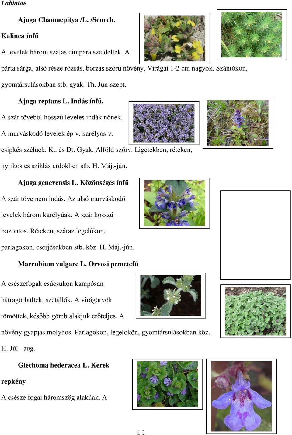 Alföld szórv. Ligetekben, réteken, nyirkos és sziklás erdőkben stb. H. Máj.-jún. Ajuga genevensis L. Közönséges ínfű A szár töve nem indás. Az alsó murváskodó levelek három karélyúak.