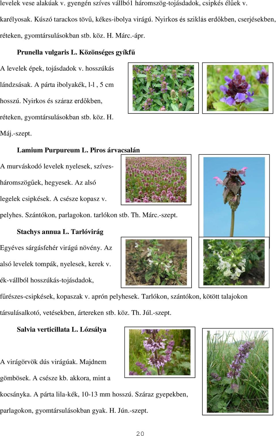 A párta ibolyakék, l-l, 5 cm hosszú. Nyirkos és száraz erdőkben, réteken, gyomtársulásokban stb. köz. H. Máj.-szept. Lamium Purpureum L.