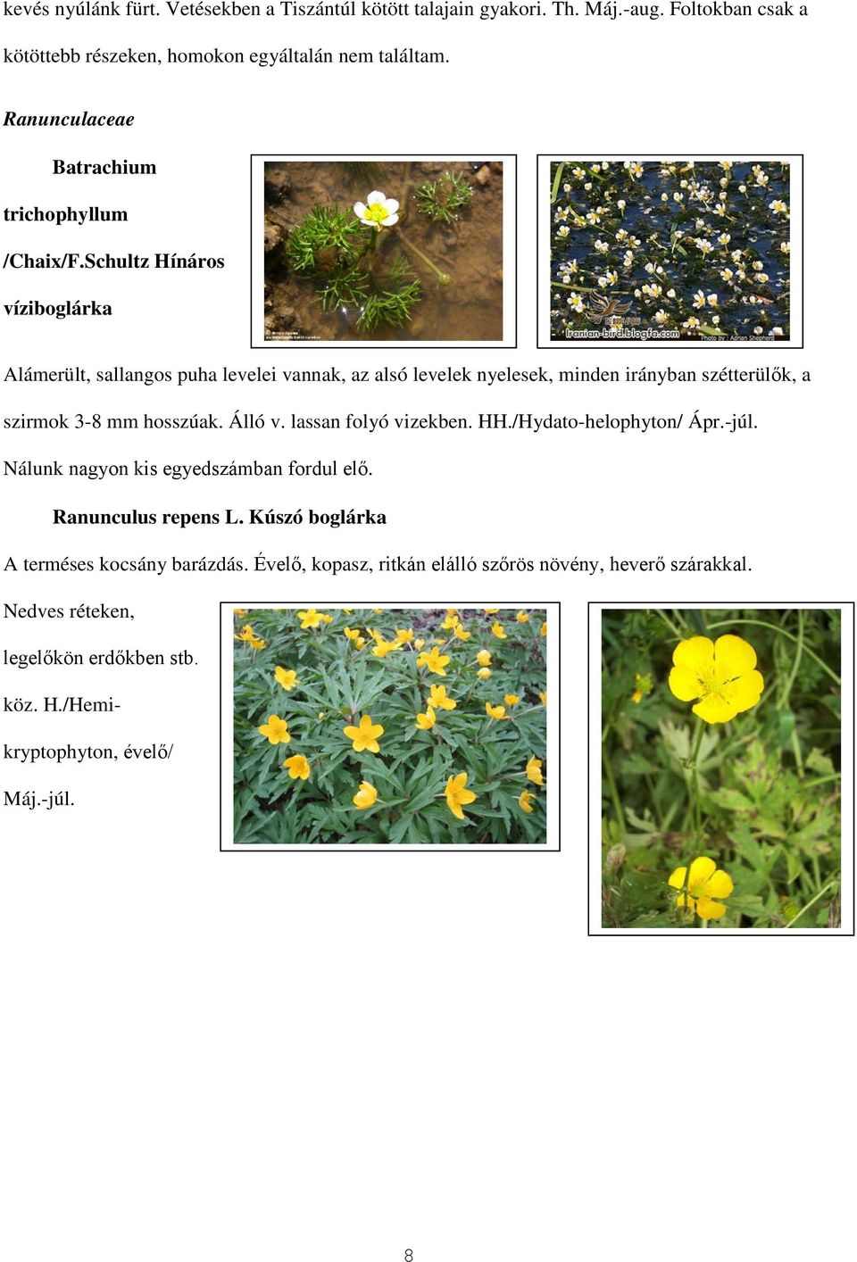 Schultz Hínáros víziboglárka Alámerült, sallangos puha levelei vannak, az alsó levelek nyelesek, minden irányban szétterülők, a szirmok 3-8 mm hosszúak. Álló v.