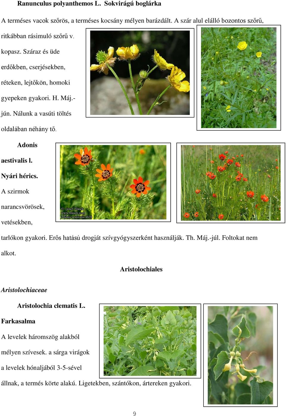 A szirmok narancsvörösek, vetésekben, tarlókon gyakori. Erős hatású drogját szívgyógyszerként használják. Th. Máj.-júl. Foltokat nem alkot.
