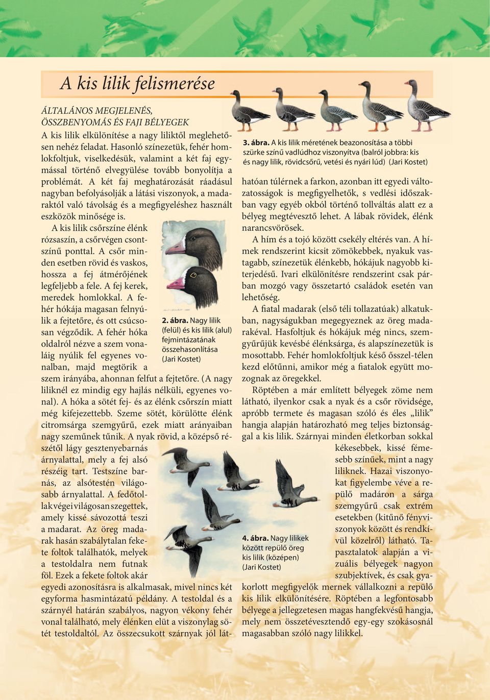 A két faj meghatározását ráadásul nagyban befolyásolják a látási viszonyok, a madaraktól való távolság és a megfigyeléshez használt eszközök minősége is.
