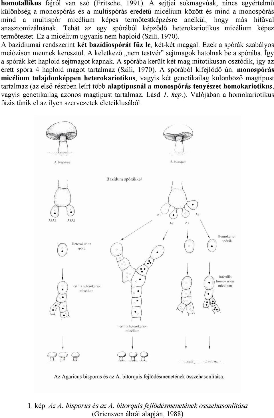 anasztomizálnának. Tehát az egy spórából képződő heterokariotikus micélium képez termőtestet. Ez a micélium ugyanis nem haploid (Szili, 1970).