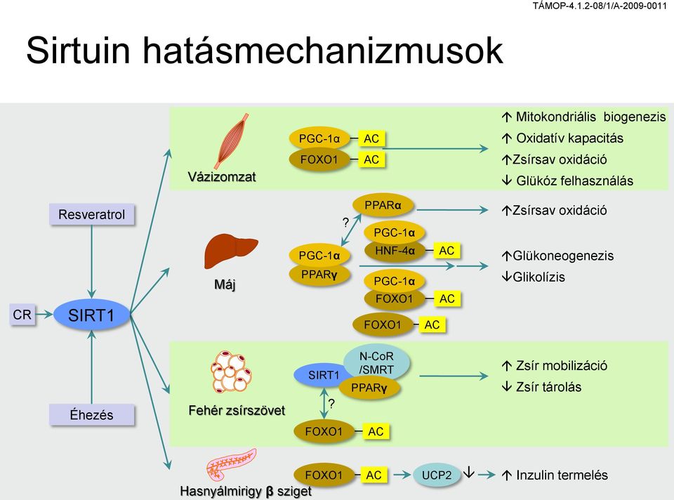 PPARα PGC-1α Zsírsav oxidáció PGC-1α HNF-4α AC Glükoneogenezis CR SIRT1 Máj PPARγ PGC-1α FOXO1 FOXO1
