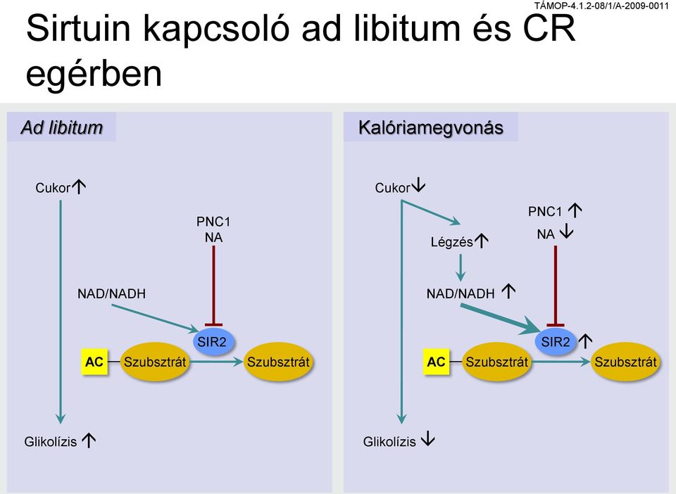 PNC1 NA NAD/NADH NAD/NADH SIR2 AC Szubsztrát
