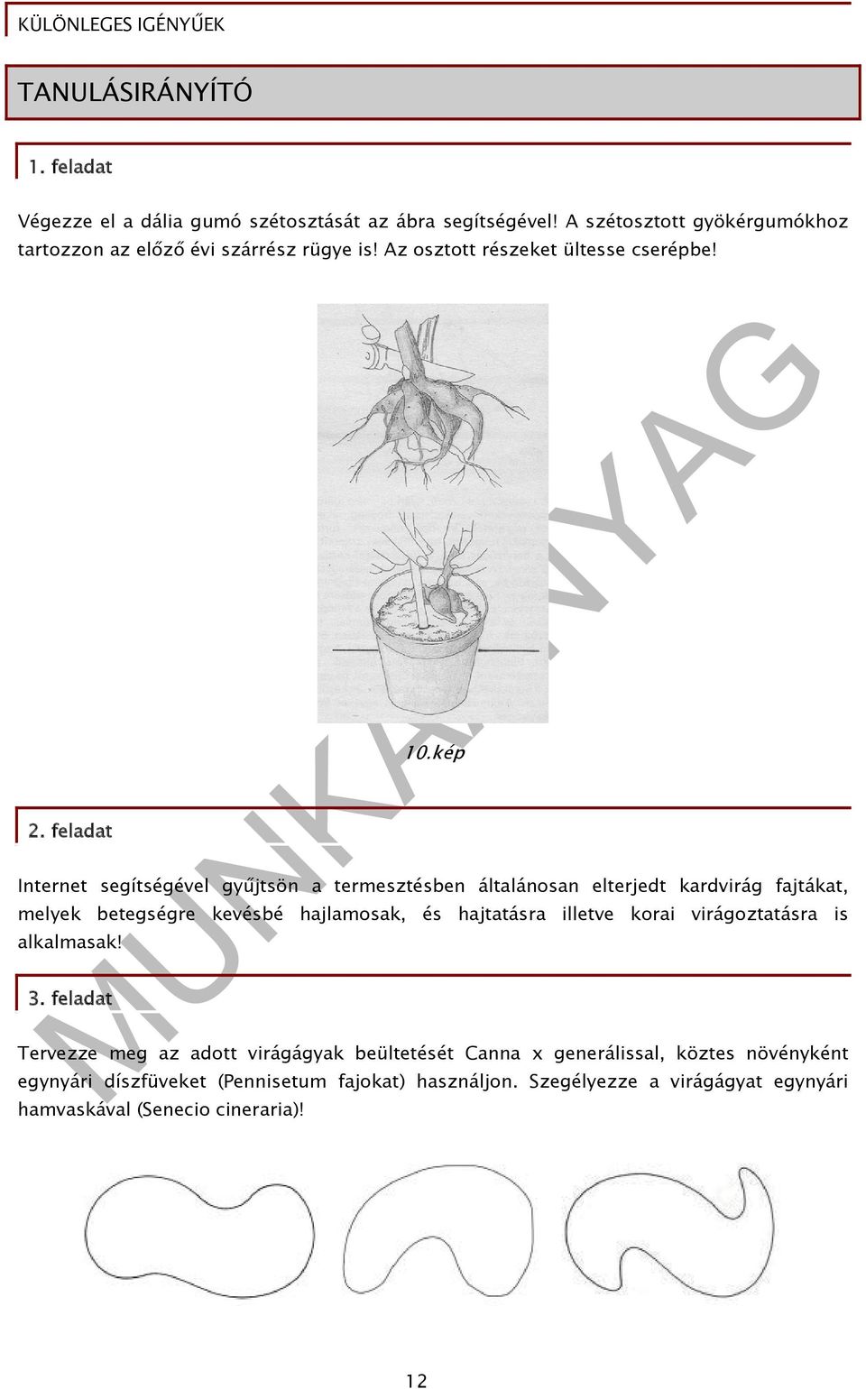 kép Internet segítségével gyűjtsön a termesztésben általánosan elterjedt kardvirág fajtákat, melyek betegségre kevésbé hajlamosak, és hajtatásra illetve