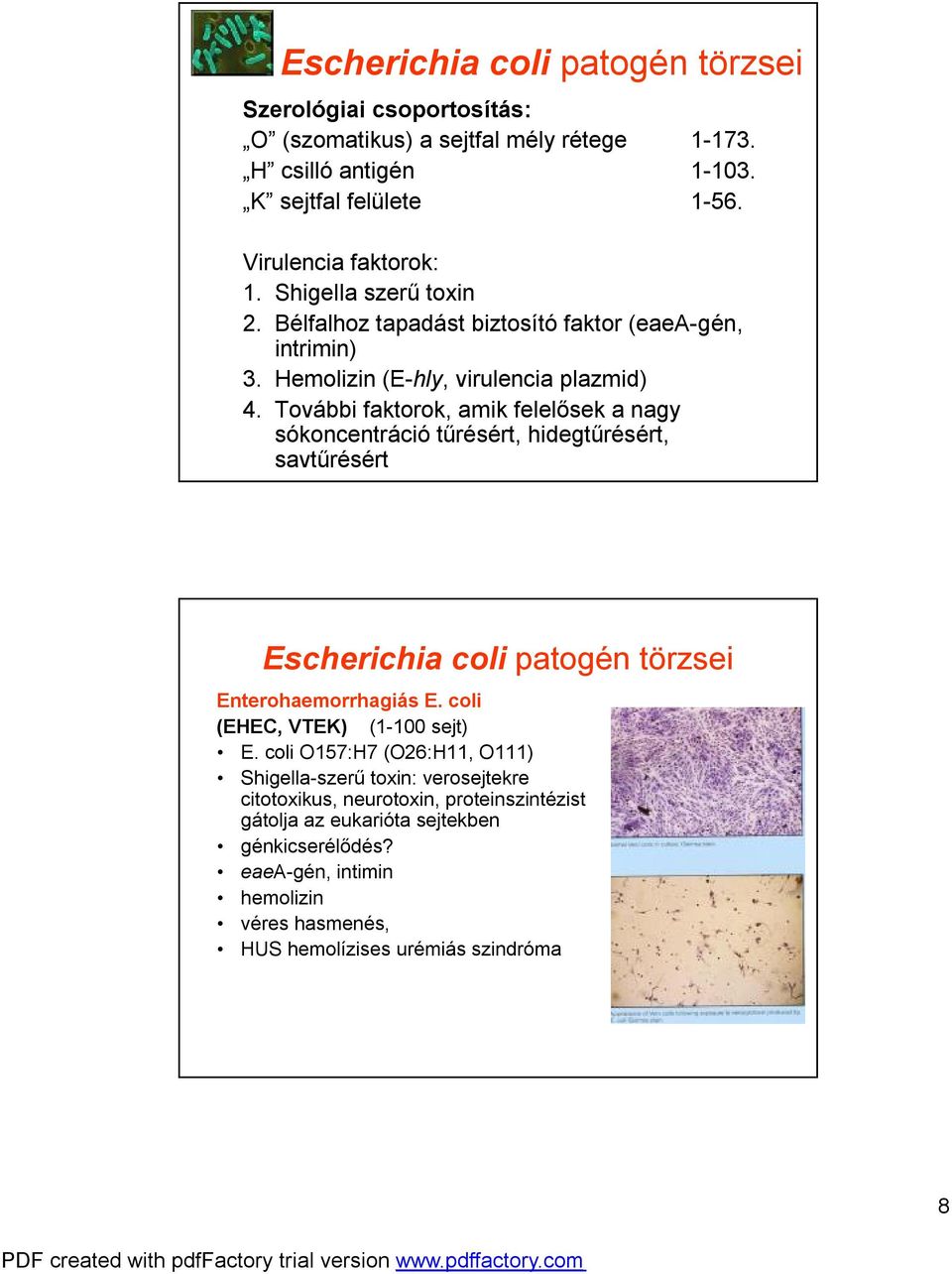 További faktorok, amik felelősek a nagy sókoncentráció tűrésért, hidegtűrésért, savtűrésért Escherichia coli patogén törzsei Enterohaemorrhagiás E.