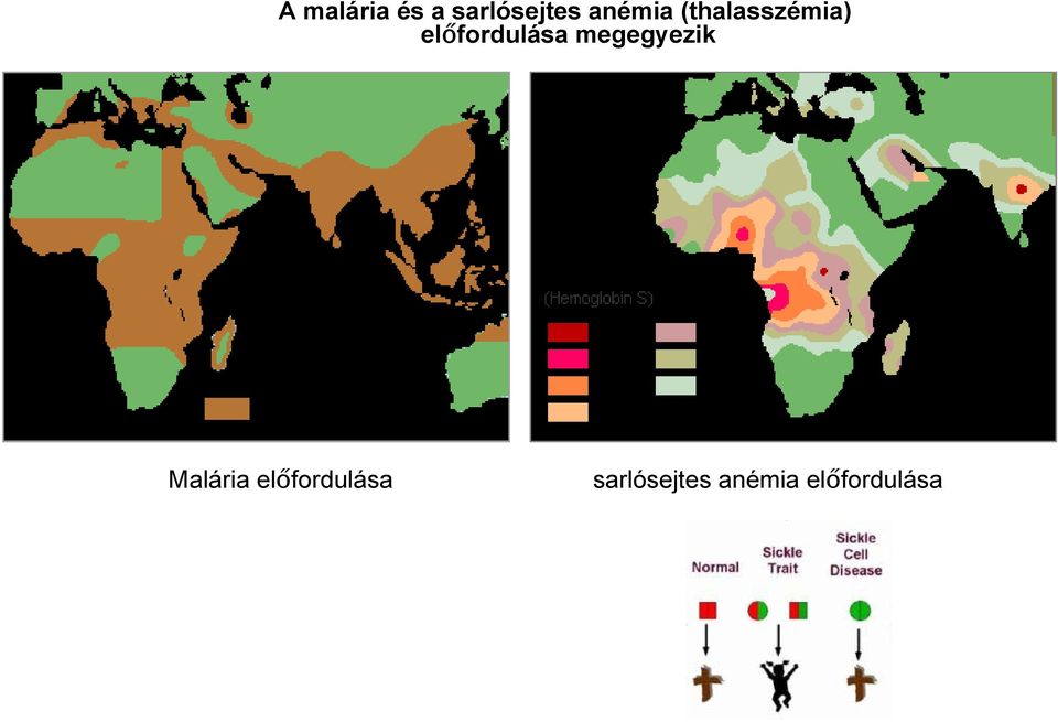 előfordulása megegyezik Malária