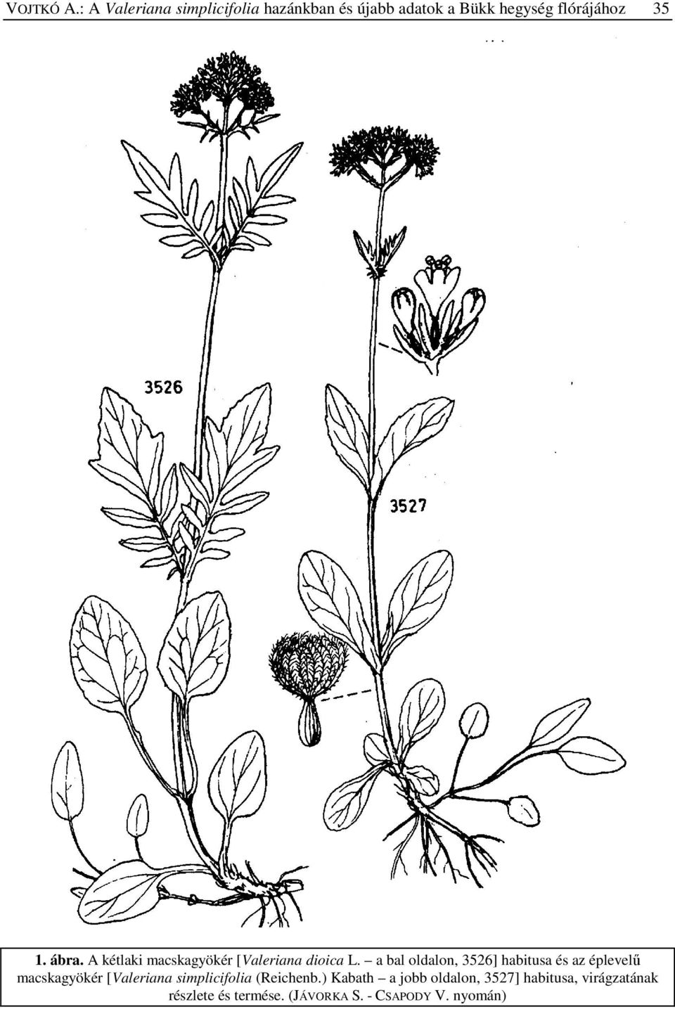 ábra. A kétlaki macskagyökér [Valeriana dioica L.