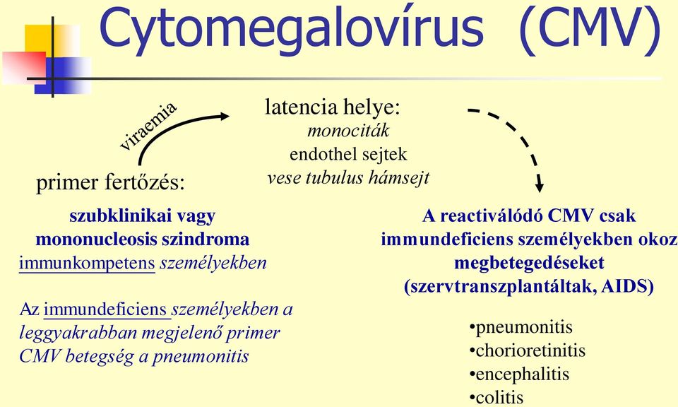latencia helye: monociták endothel sejtek vese tubulus hámsejt A reactiválódó CMV csak immundeficiens