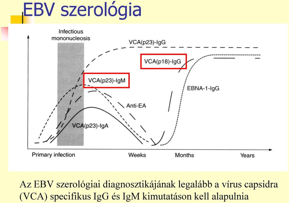 legalább a vírus capsidra (VCA)