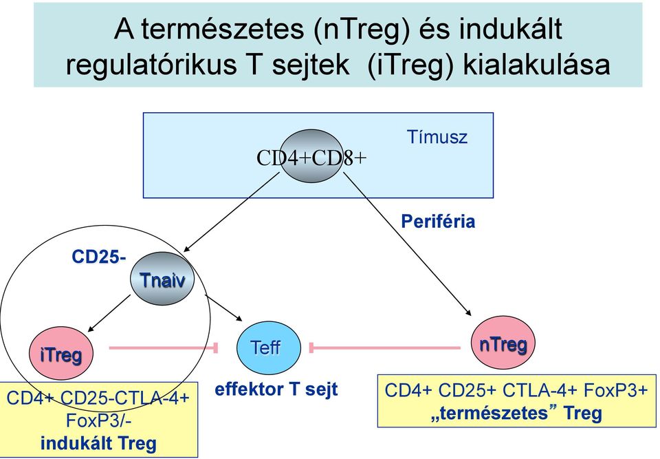 itreg CD4+ CD25-CTLA-4+ FoxP3/- indukált Treg Teff