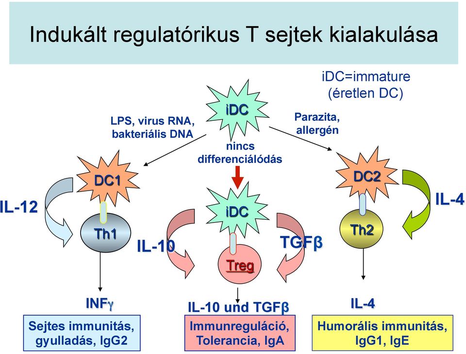 TGFβ idc=immature (éretlen DC) DC2 Th2 IL-4 INFγ Sejtes immunitás, gyulladás,