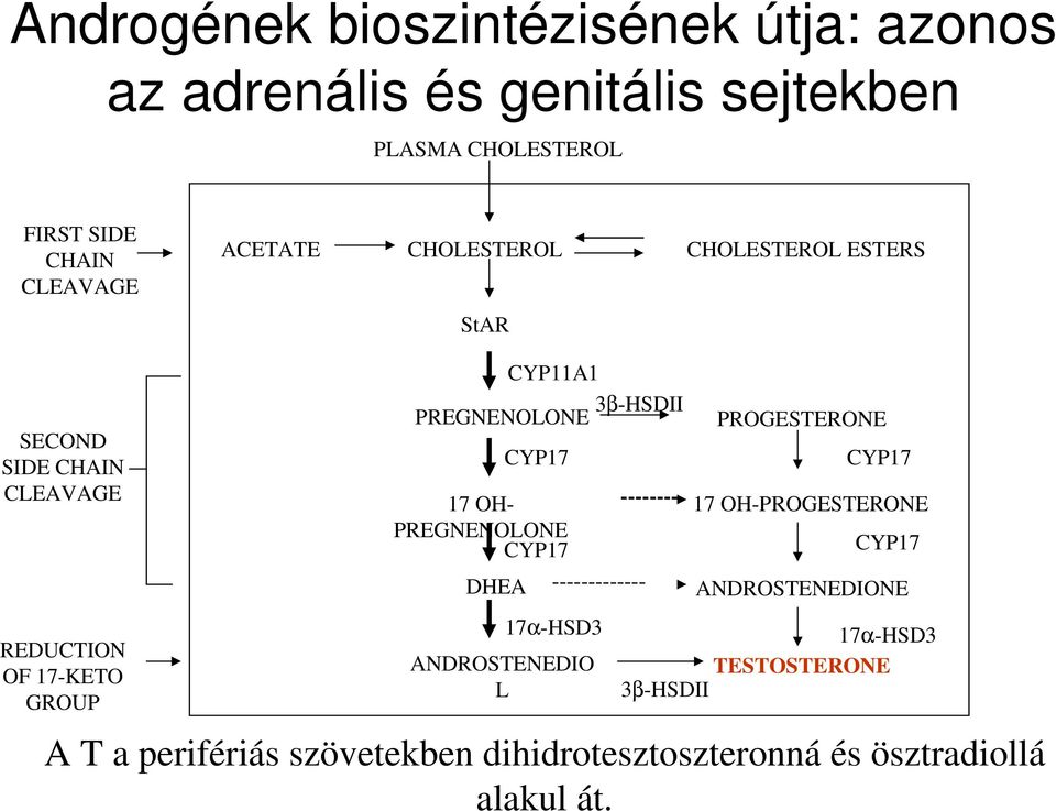 OH- -------- PREGNENOLONE CYP17 DHEA ------------- 17α-HSD3 ANDROSTENEDIO L PROGESTERONE CYP17 17 OH-PROGESTERONE CYP17