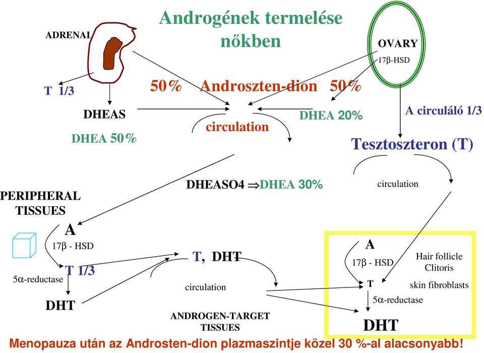 1/3 DHEASO4 DHEA 30% T, DHT circulation ANDROGEN-TARGET TISSUES A 17β - HSD T circulation 5α-reductase