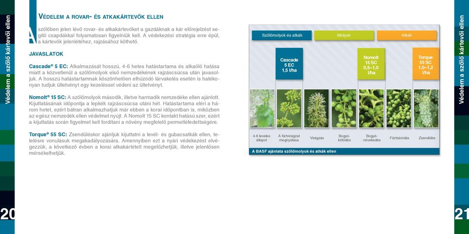 JAVASLATOK Cascade 5 EC: Alkalmazását hosszú, 4-6 hetes hatástartama és atkaölő hatása miatt a közvetlenül a szőlőmolyok első nemzedékének rajzáscsúcsa után javasoljuk.