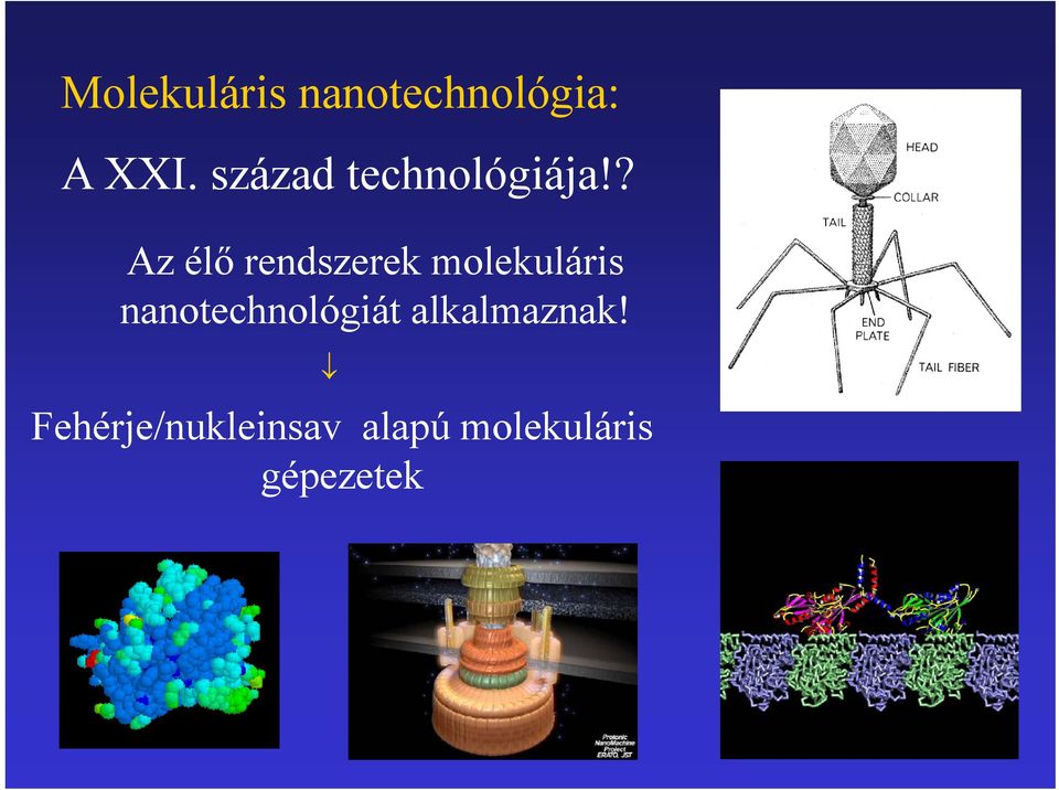 ? Az élő rendszerek molekuláris