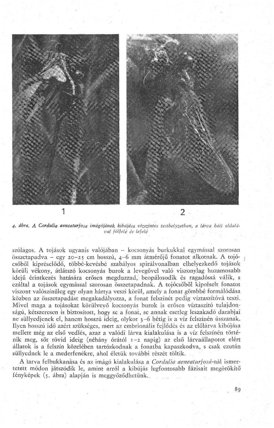 A tojó- / csőből kipréselődő, többé-kevésbé szabályos spirálvonalban elhelyezkedő tojások körüli vékony, átlátszó kocsonyás burok a levegővel való viszonylag huzamosabb idejű érintkezés hatására